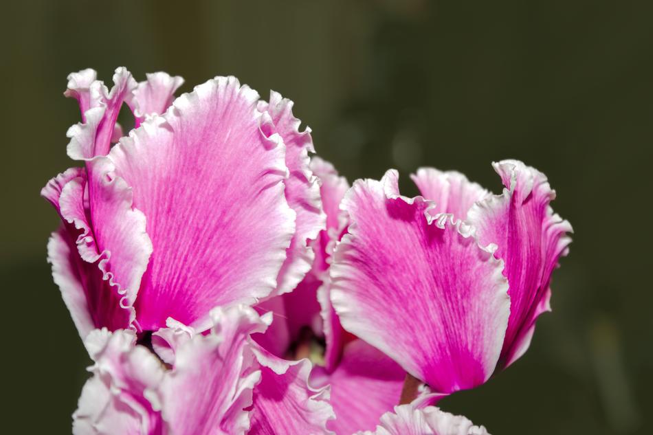 Cyclame Cyclamen Flowers