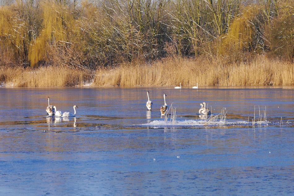 Swans Waters Lake