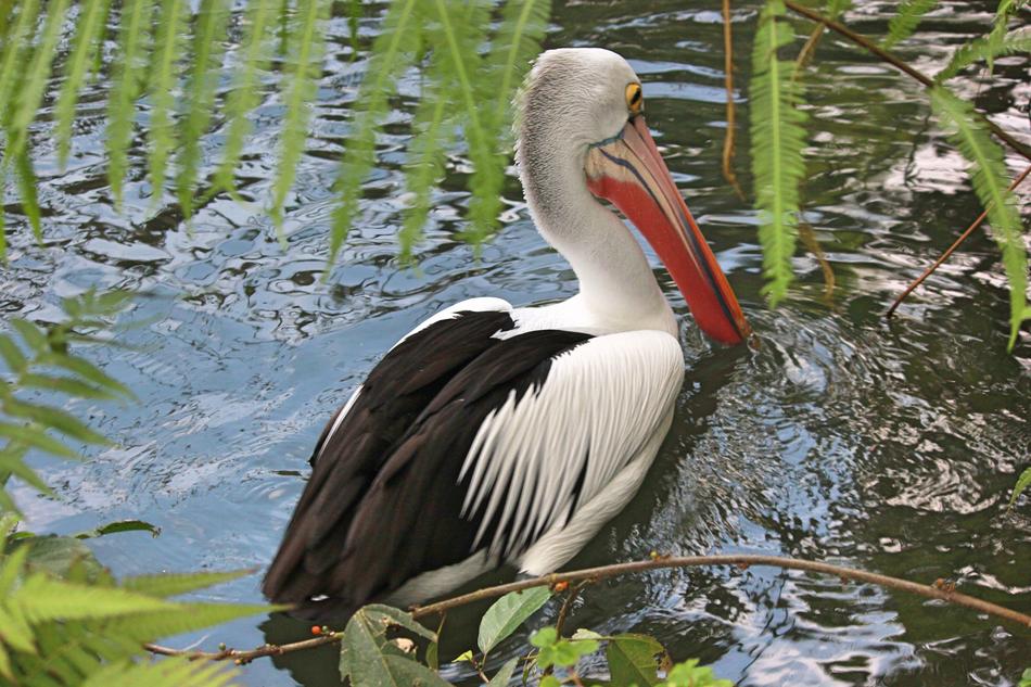 Nature Bird Feathered Race Birds