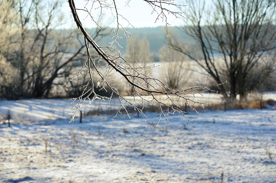 Cold Frost Tree