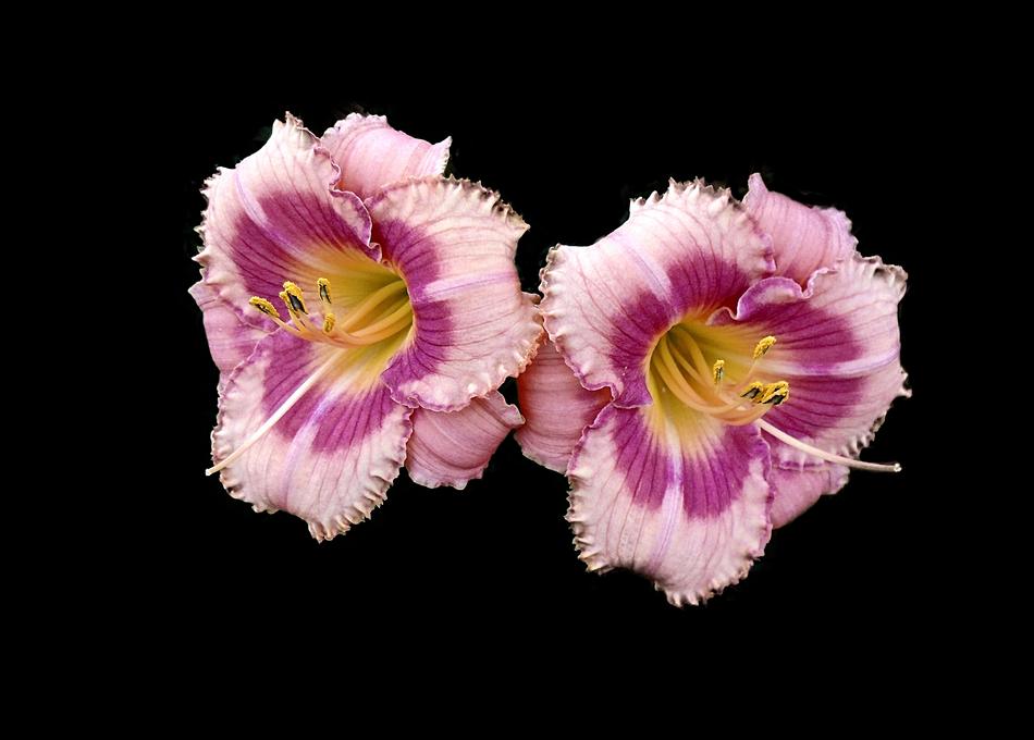Flower Lily Nature