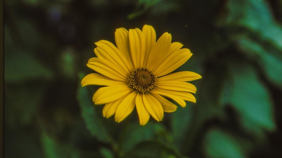 Nature Plant Flower