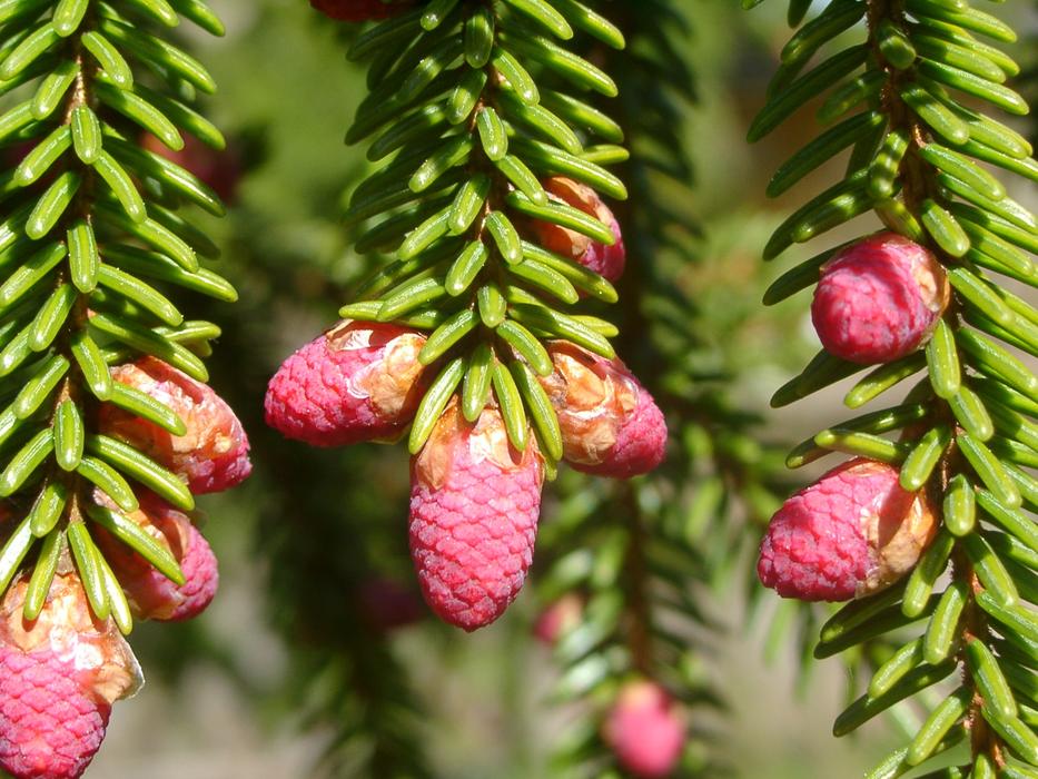 Tree Spruce Evergreen