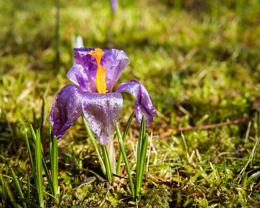 crocus in a green lawn in the sunshine