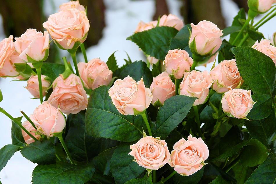 Rose Flower Nature