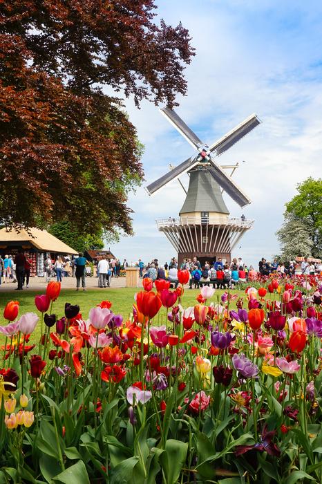 Flower Windmill Amsterdam