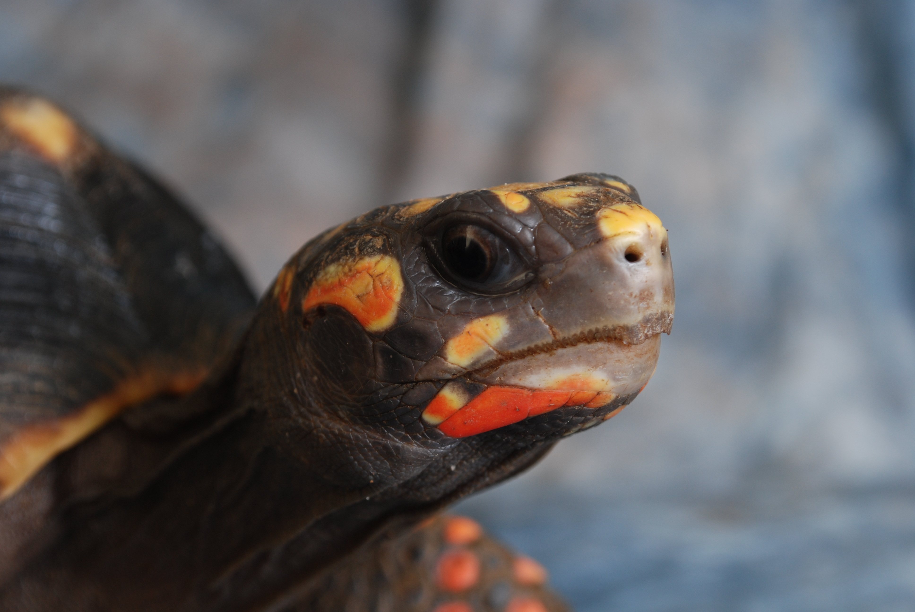 Exotic Turtle Shell Animal free image download