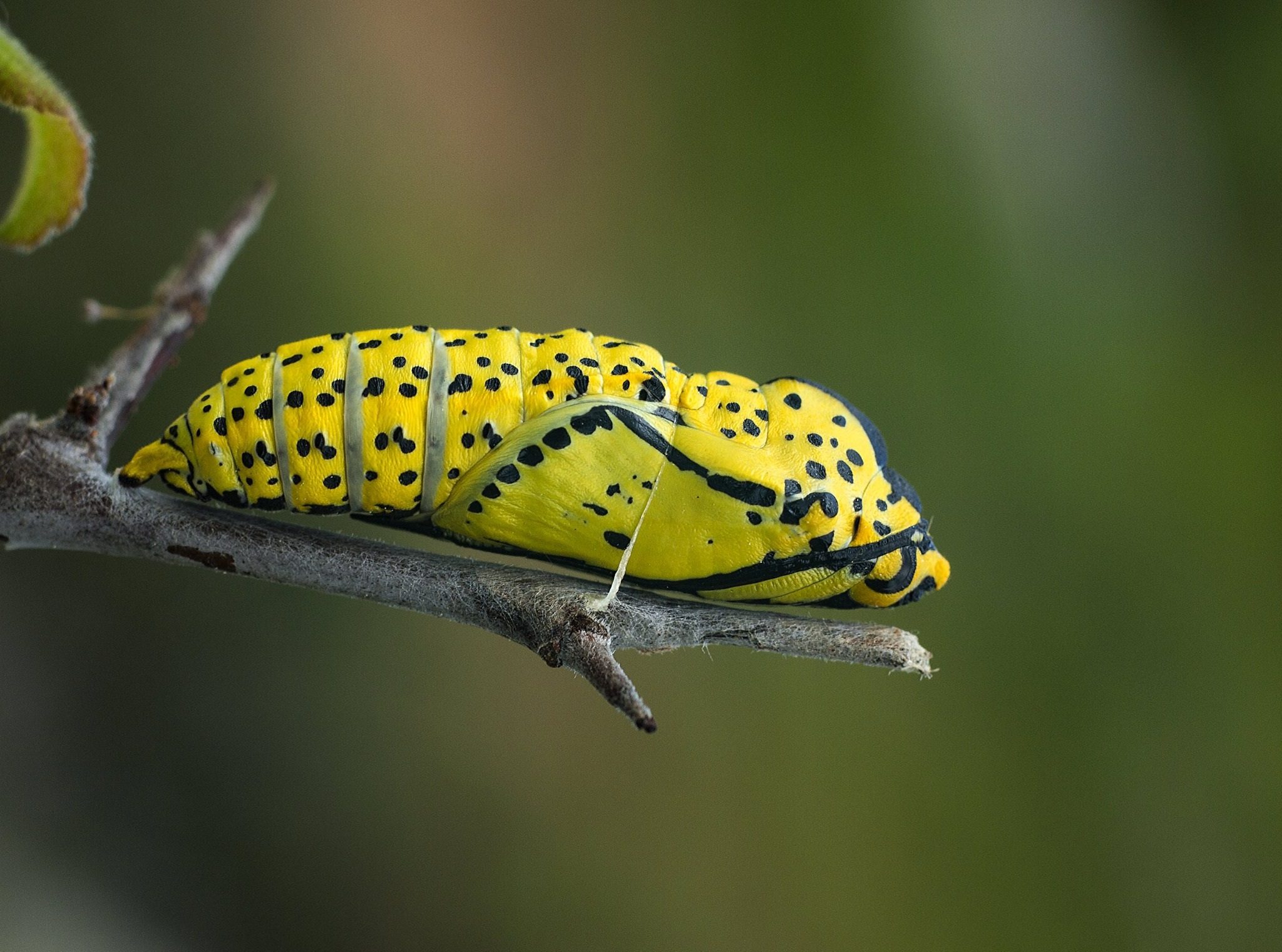 Insect Wildlife Animal free image download
