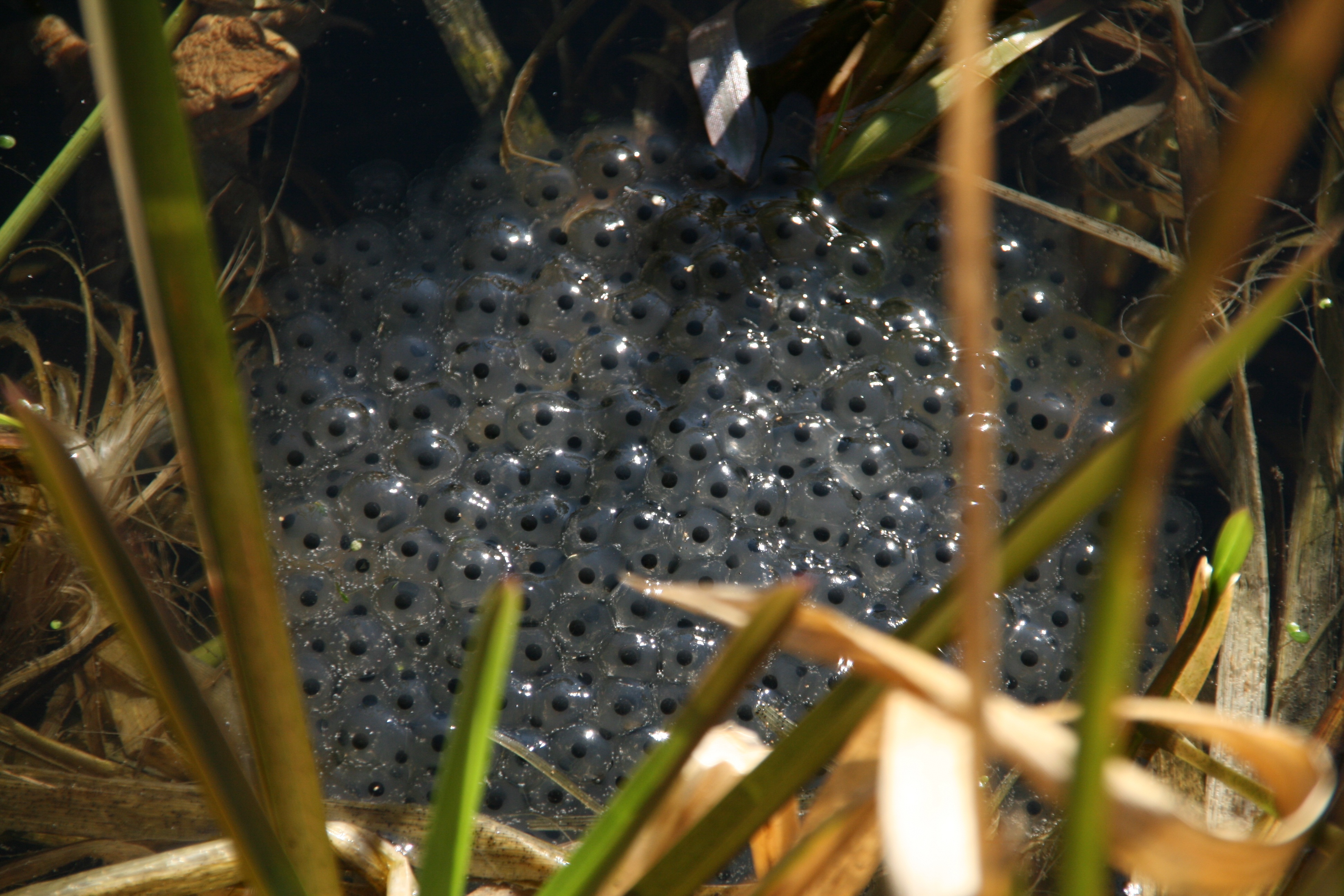 Nature Reed Pond free image download