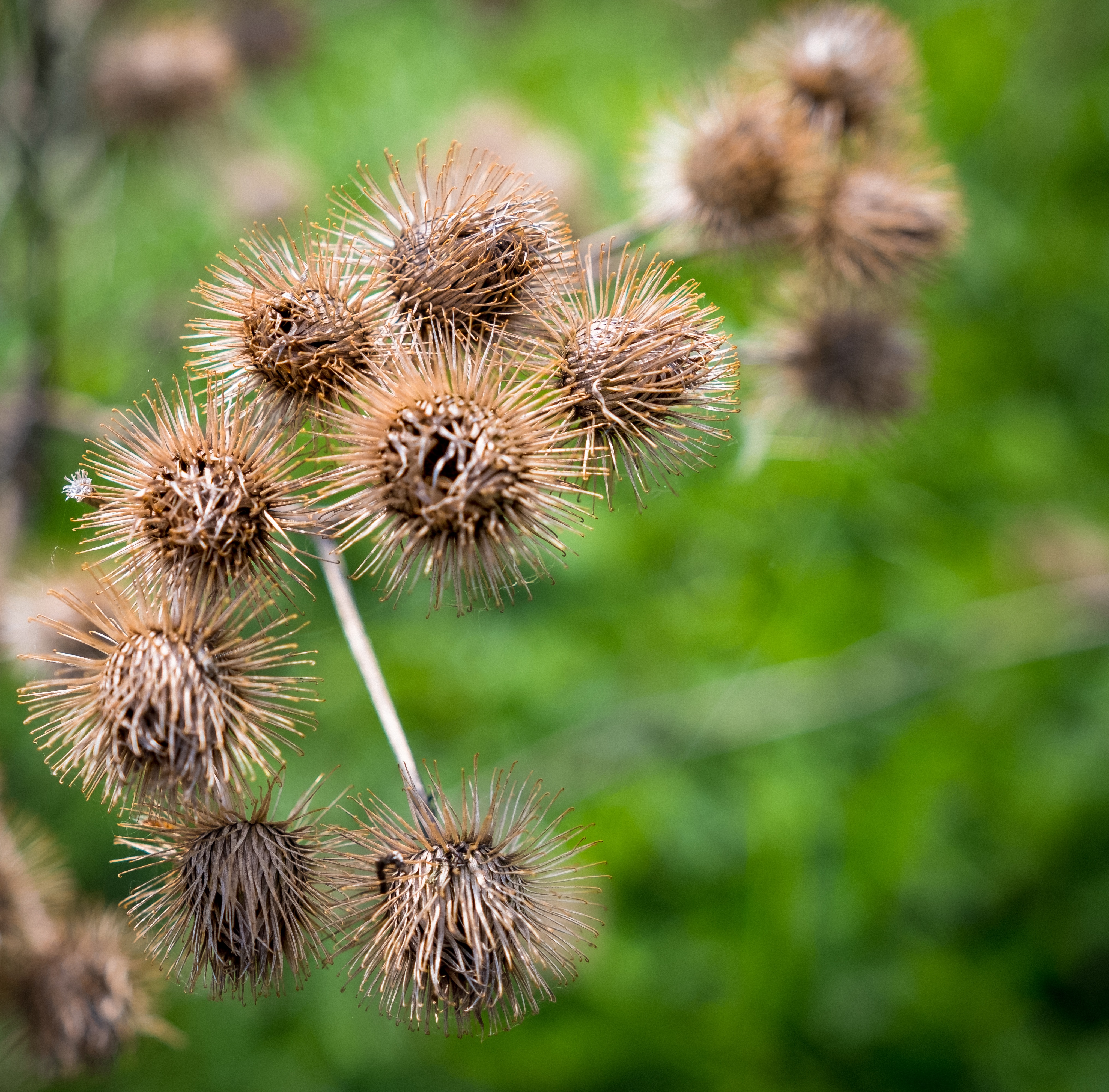 Withered Faded Spring free image download