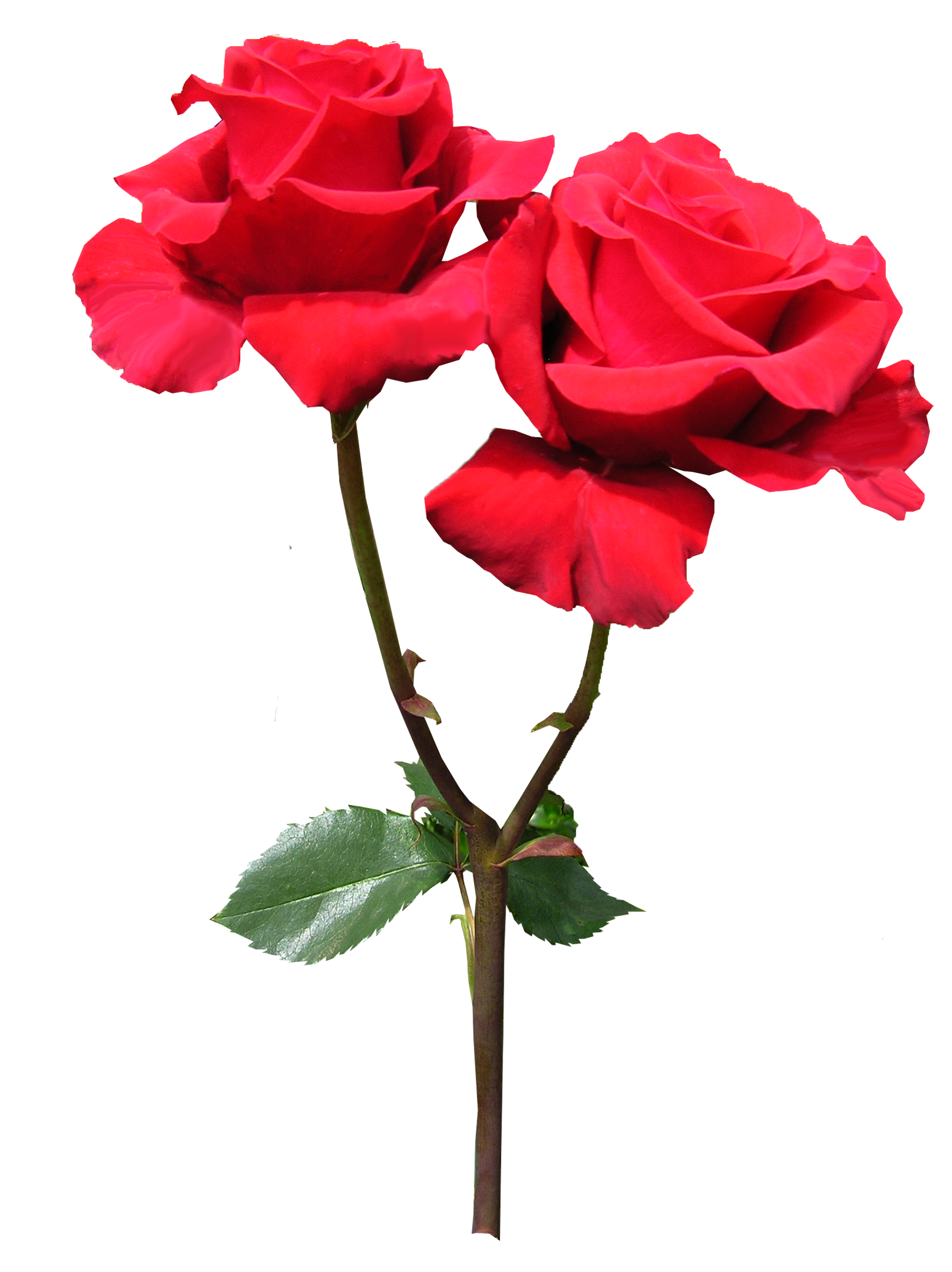 Red Rose Flower free image download