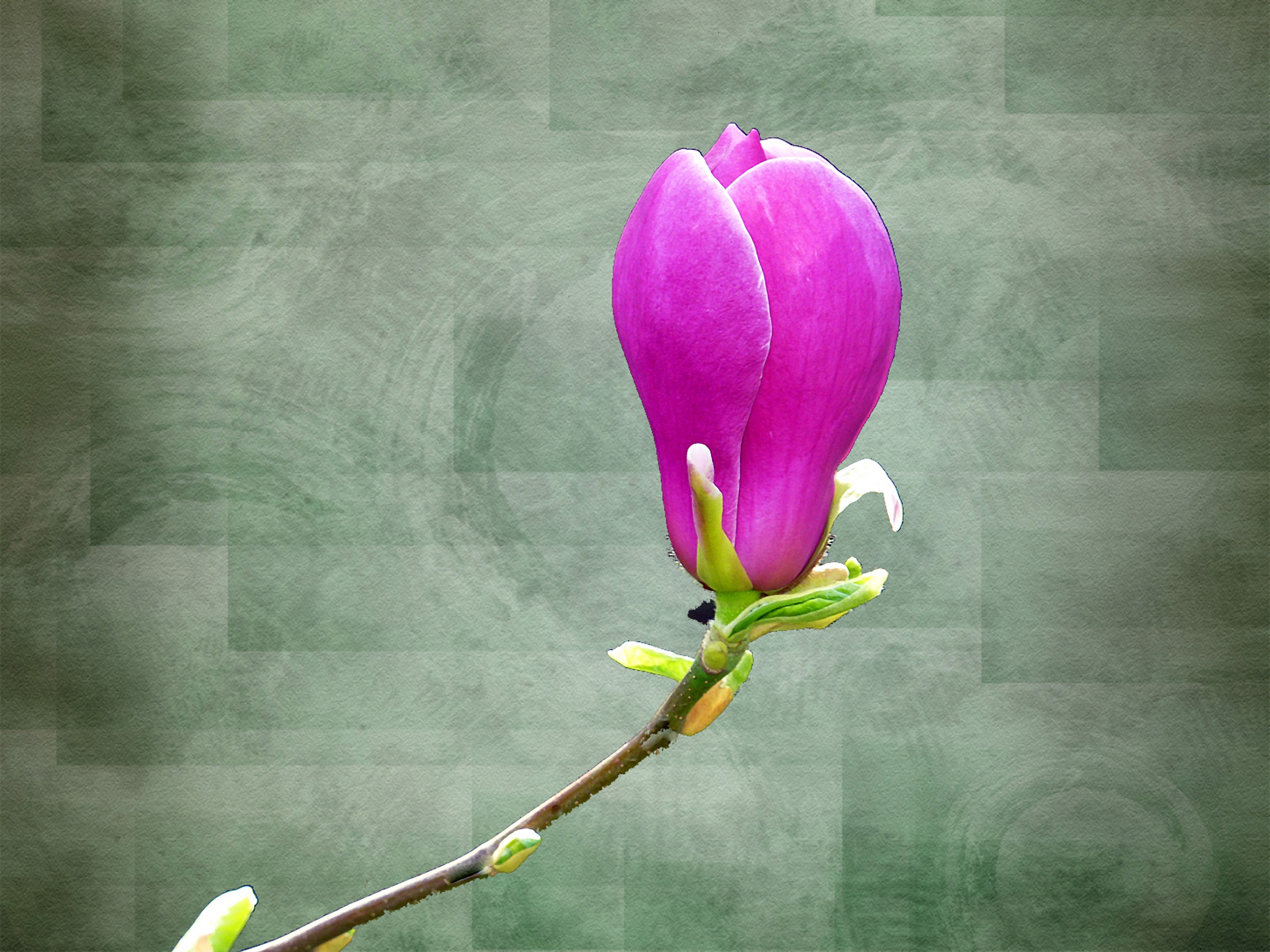 Magnolia Flower Nature free image download