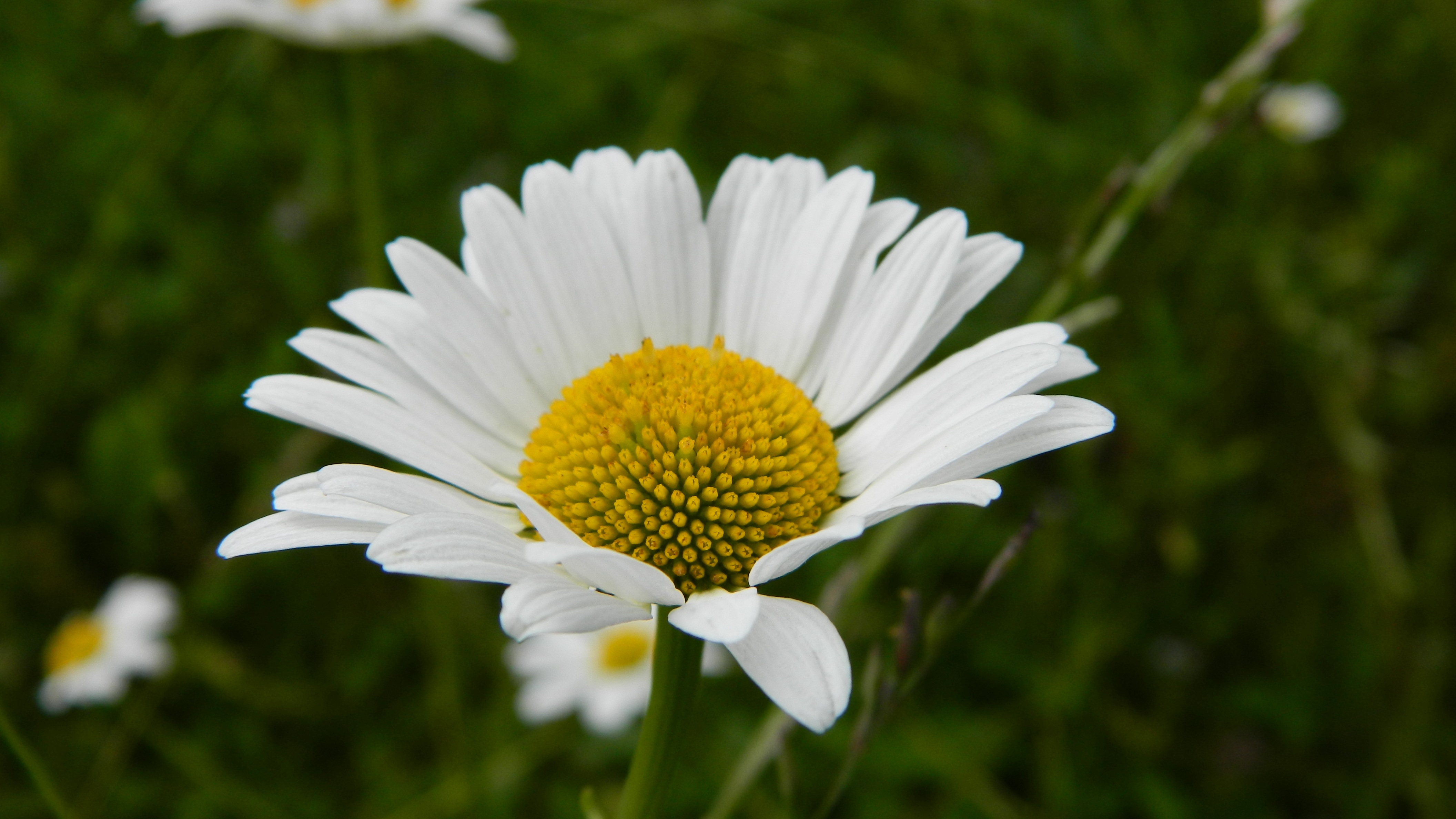 Daisy Meadow Flower free image download