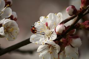 Macro White Tree