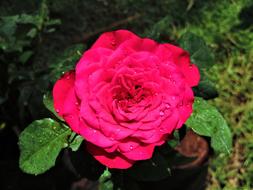 a big pink flower in the garden