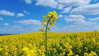 Field Agriculture Nature