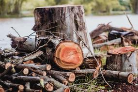 Wood Cut Nature