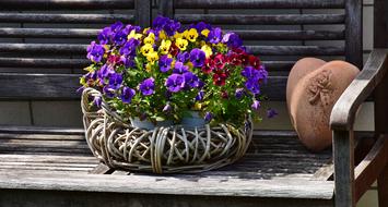 Pansy 400–500 Flowers