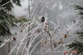 Frost Winter Nature