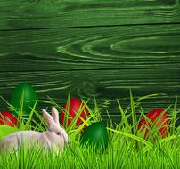 lawn nature rabbit easter