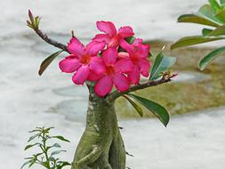 Pink Red Beautiful