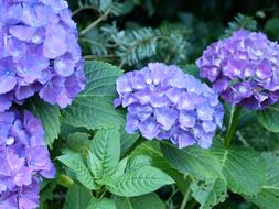 Hydrangeas Garden Flowers
