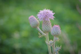 Flower Macro Nature