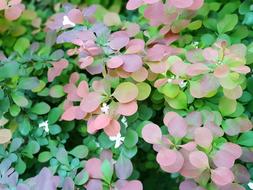 Flowers Leaf Nature Plant