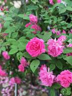 Nature Flower Beautiful