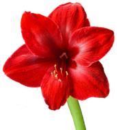 Amaryllis Red Blossom