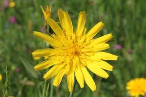 Nature Flower Summer