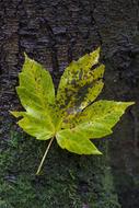 a lonely yellow leaf on the ground