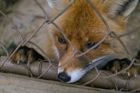 Fox Zoo Predator Wild