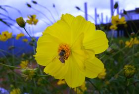 Nature Flower Summer