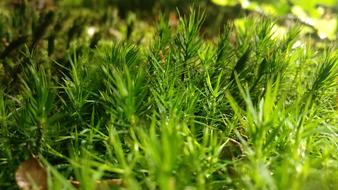 Moss nature macro blur