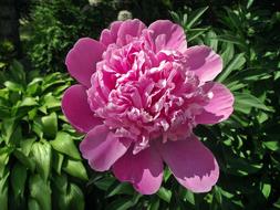 Flower Peony Pink