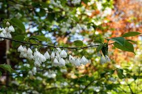 Carolina Silverbell Flower Garden