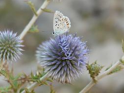 Butterfly Flower Nature