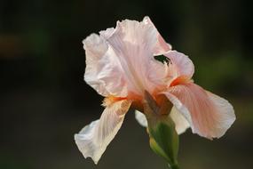 Iris Pink Pastel