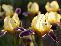 Iris Yellow Purple