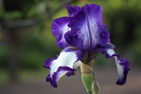Iris Garden Purple