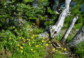 High County Wildflowers