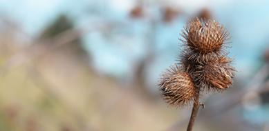 Thistle Nature Flower