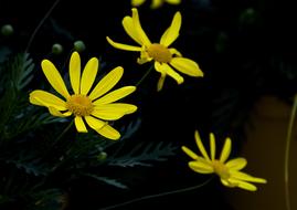 Flower Nature Plant