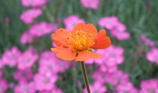 Flower Maczek California Nature