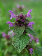 Dead Nettle Nature Flower