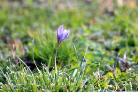 Crocus Flowers Nature The First