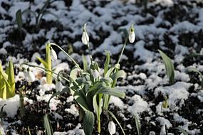 Snowdrop Snow Cold
