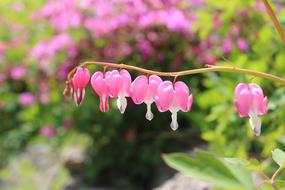 Nature Flowers Garden