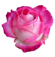 pink flower bud on a white background